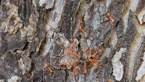 Red ants Stock Footage 87580776