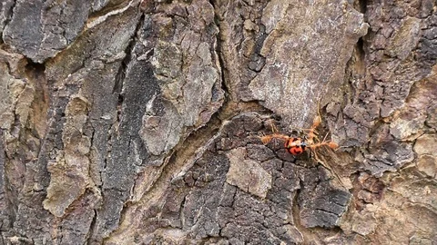 Red ants Stock Footage 87580939