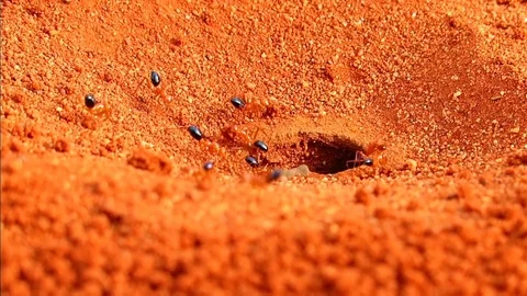 Red Ants Stock Footage 88066388