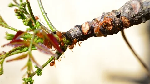 Red ants Stock Footage 115562974