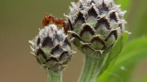 Red ants Video stock 129833483