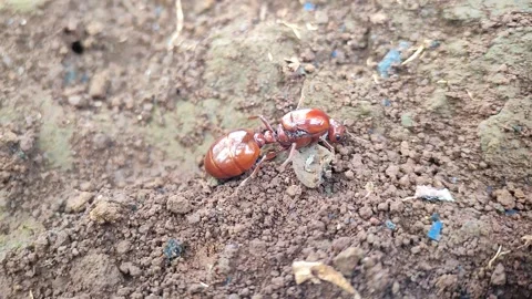 Red ants Stock Footage 164079252