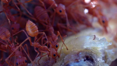 Red ants Stock Footage 165496768