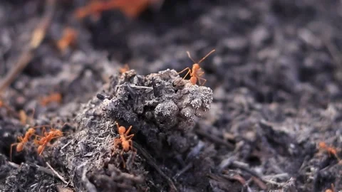 Red ants Stock Footage 169797218
