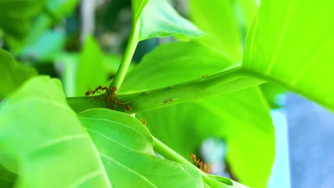 Red ants Stock Footage 204920095