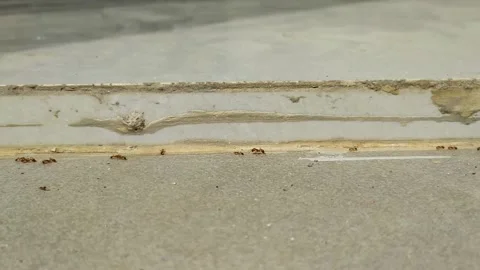 Red Ants Stock Footage 212651330