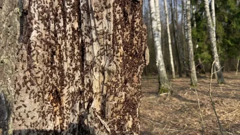 Red ants. Stock Footage 238087642