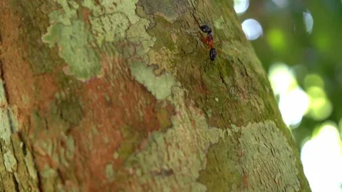 Red Ants Stock Footage 262757969