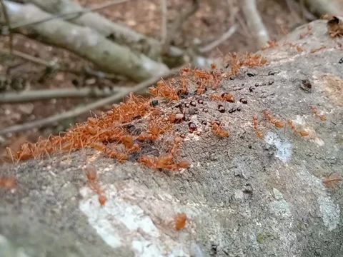 Red ants Stock Footage 280954780