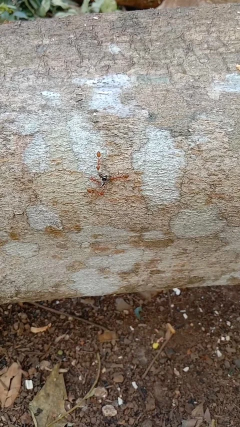 Red ants Stock Footage 281287148