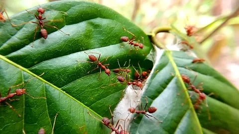 Red Ants Stock Footage 283313230