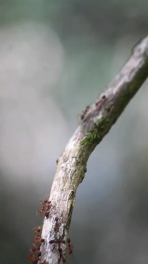 Red Ants Stock Footage 293681254