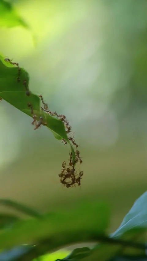 Red ants Stock Footage 293681691