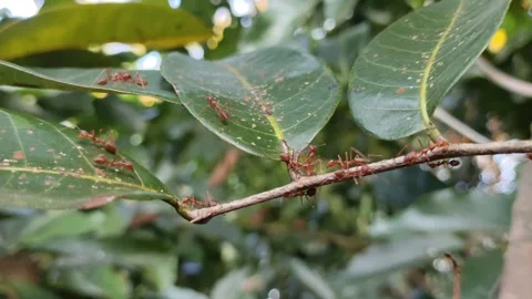 Red ants Stock Footage 314110320