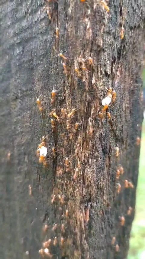 Red ants Stock Footage 332892092