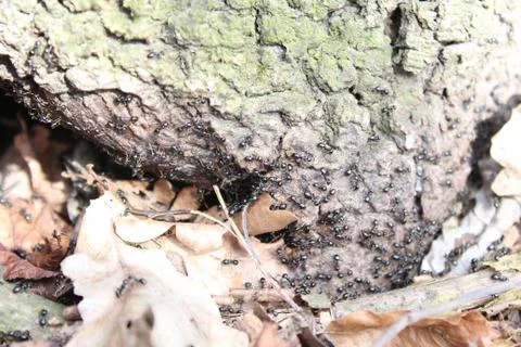 Red ants in the forest Stock Photos