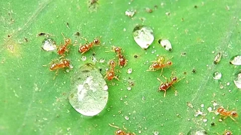 Red Ants (Formicidae) Drinking Water Drops on Leaf 2K Slow Motion Stock Footage 346230076