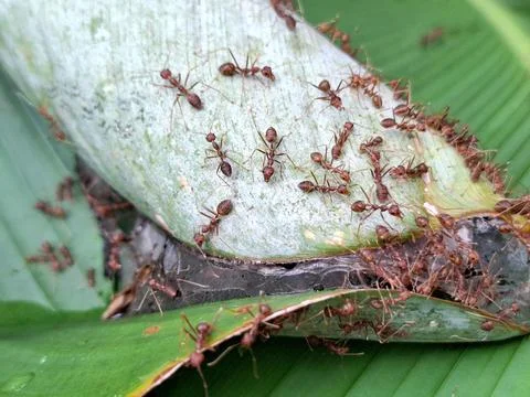 Red ants gather at the tip of the leaf Stock Photos