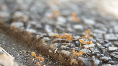 Red ants on ground Stock-Footage 60108949