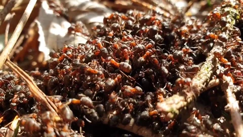 Red ants group Stock-Footage 272181588