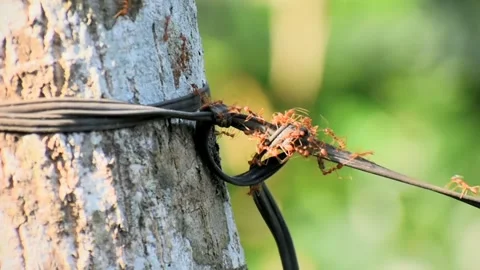 Red ants group on a tree Stock Footage 273032874