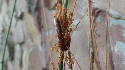 Red ants help move the millipedes Stock Footage 266424620