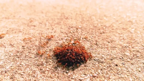 Red Ants, Insect Background 4k Footage Vedio Clip 스톡 동영상 95532561