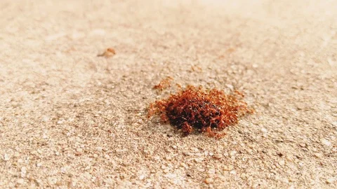 Red Ants, Insect Background 4k Footage Vedio Clip 스톡 동영상 95533320