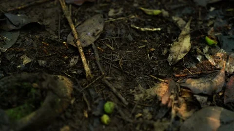 Red Ants In The Jungle 4K 動画素材 235460962