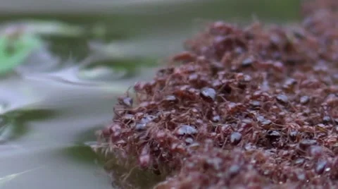 Red ants in a large pile floating on the water - close up Video stock 48243295