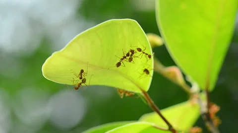 Red ants on leaf Stock Footage 35225248