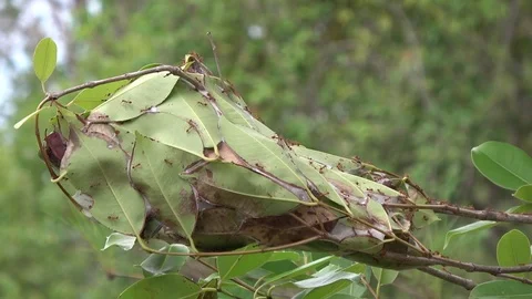 Red ants leaf nest, Cambodia Vídeos de archivo 121608950