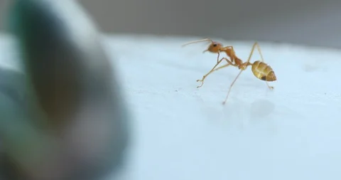 Red Ants Macro shot Video stock 98035760