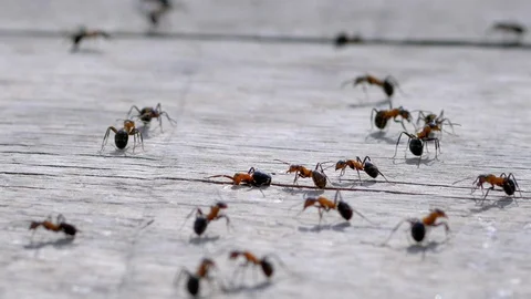 Red ants macro slow motion shot Stock Footage 96113453