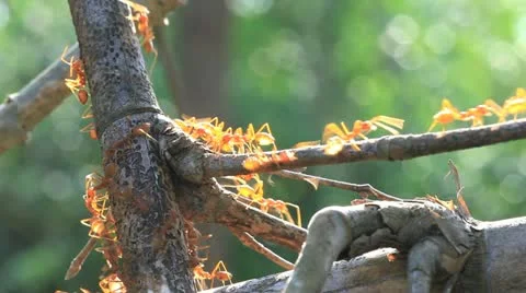 Red ants marching Stock Footage 11289920