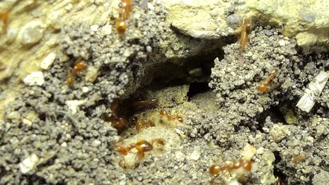 Red ants moving eggs. Video stock 78108453