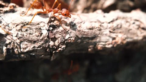 Red Ants Moving on Timber. Stock Footage 134012305