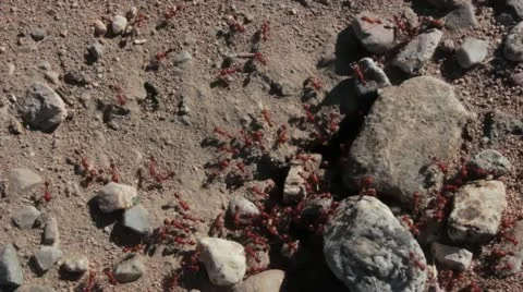Red Ants Nest Closeup Vídeo Stock 12177056