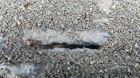Red ants nest Stock Footage 66692070