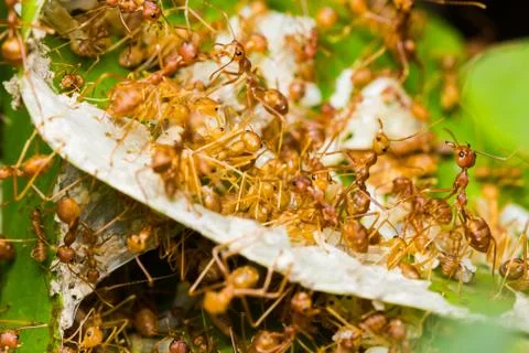 Red ants in nest Stock Photos