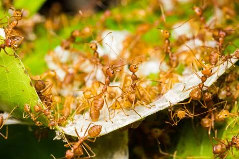 Red ants in nest Stock Photos