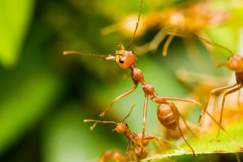 Red ants in nest Stock Photos