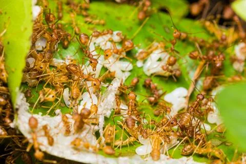 Red ants in nest Stock Photos