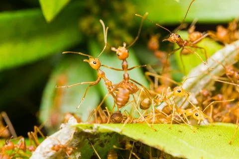 Red ants in nest Stock Photos