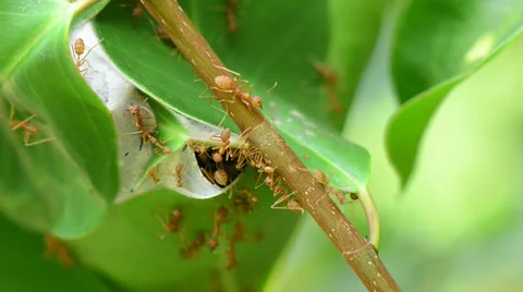 Red ants nests Stock Footage 35225289