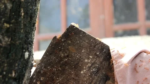 Red ants (Oecophylla) walk in groups on dark boards looking for food Stock Footage 265205242