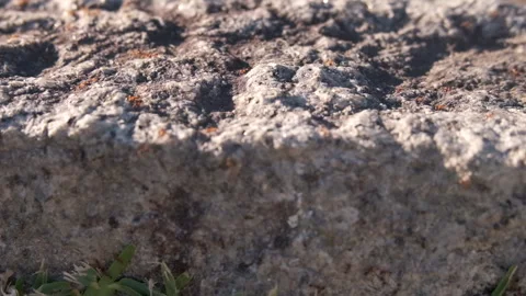 Red ants, or fire ants, running on an old stone wall Stock Footage 134471000