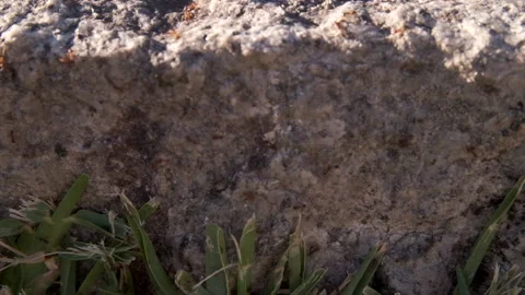 Red ants, or fire ants, in slow motion on an old stone wall Stock Footage 134471017
