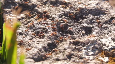 Red ants, or fire ants, in slow motion on an old stone wall Stock Footage 134471833