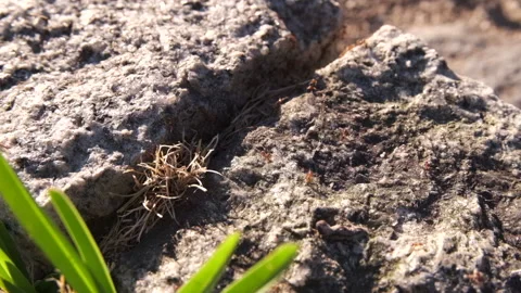 Red ants, or fire ants, in slow motion on top of an old stone wall Stock Footage 134471836